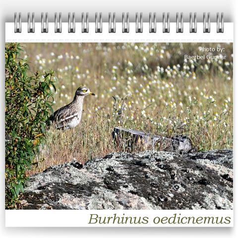 Eurasian Stone-curlew (Burhinus oedicnemus) standing in a wildflower meadow beside a bush and lichen-covered rocks at Bubulcus & Bolotas. The bird’s yellow eye and streaked brown plumage blend with the grassy, rocky surroundings. Photo by our guest Baerbel Gunnar.