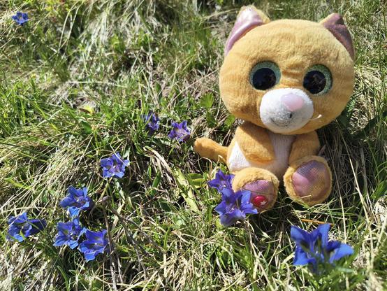 Simbalito found gentian