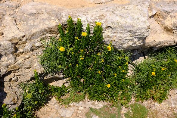 In the centre is a bright green plant with fleshy narrow leaves clasping the stem and a few all-yellow, daisy-like flowers fully out but with more to come. Either side but intermingled is another plant with fleshy, more glaucous, leaves that project like fingers. It also has yellow flowers in umbels but they are barely out at this time.