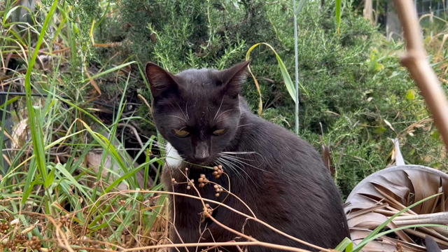 Brown tuxedo cat in long grass looking around