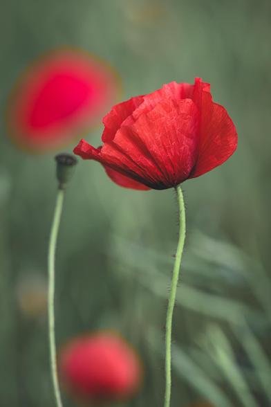 Close-up of a vibrant red poppy in full bloom with delicate, crinkled petals, standing tall beside a green seed pod, against a softly blurred background of additional poppies and foliage.
