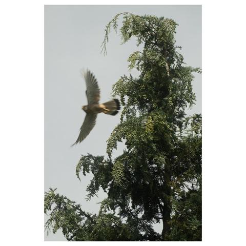 Direkt nach dem Abflug von einem Baum sieht man von unten gegen den Himmel einen Turmfalken mit weit geöffneten Flügeln. Der Baum ist scharf der Falke in seiner Bewegung unscharf. 