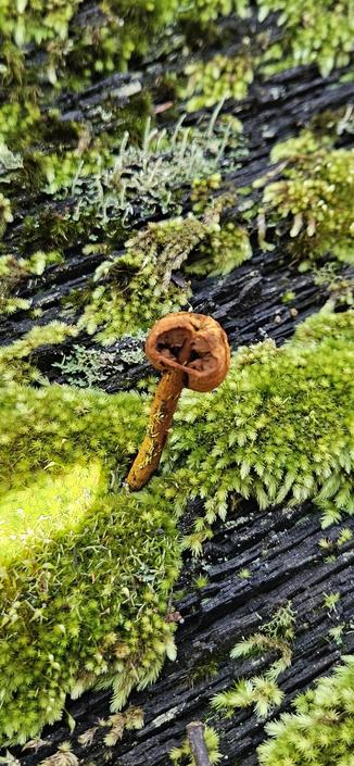 A small brown fungus that has been nibbled by a slug or snail sprouting from green moss. Dharug and Gundungurra country.