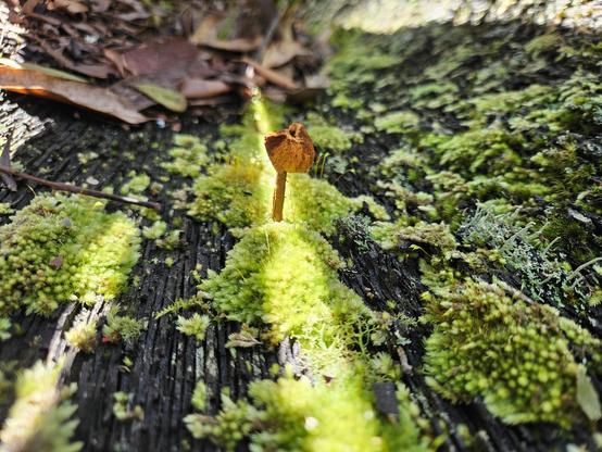 Inside a rotten, hollow log, a stripe of sunlight lights up a brown mushroom, green lichen, and green moss. Dharug and Gundungurra country.