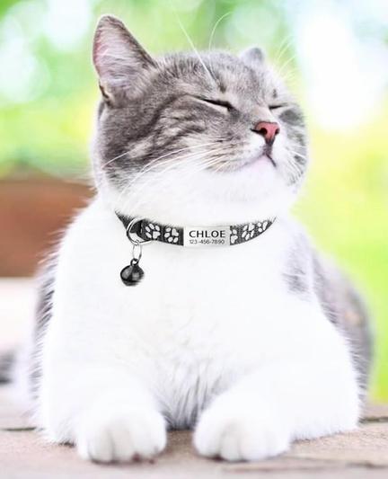 A majestic grey and white kitty 