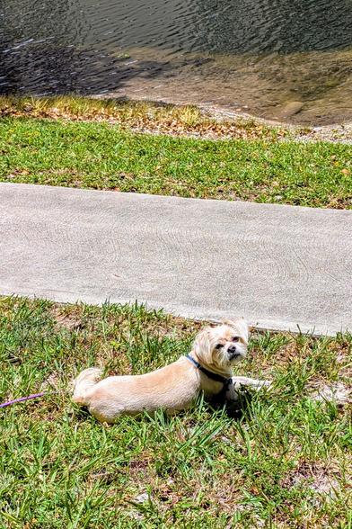 Blond Shihtzu Yorkie Chihuahua mix laying in the grass, sunning at the highest heat of the day in summer.