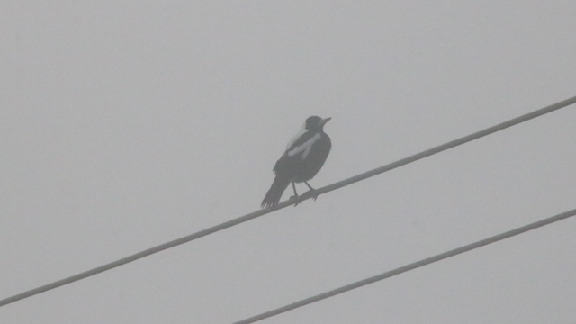 A magpie sitting on a power line, seen through thick fog