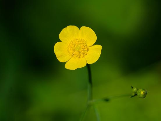 Yellow flower with five petals and a lot of little "hairs" in the center with a highly blurred green/dark green background and a bud coming off the stem.