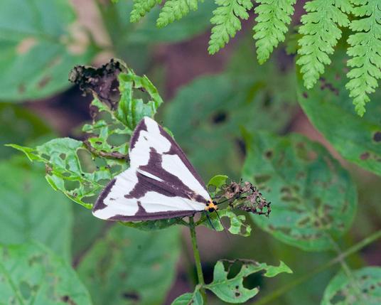 A mostly white moth with symmetrical brown features on its wings and a yellow head.  It looks like a lifting body spacecraft in shape with a triangular dent in at the back of its wings.  It's standing on a largely eaten leaf and there are more leaves mottled with holes underneath it as well as part of a fern.
