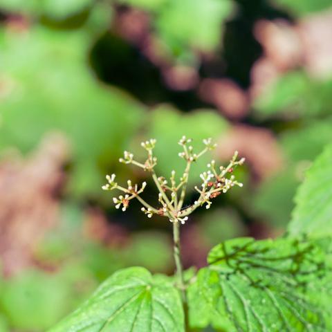 Some structure of a plant which comes up out out of a pair of leaves and subdivides and subdivides and subdivides again with little white knobs at the end.  The background is grey, black and brown and very blurry,  the leaves have deep veins and a shadow of the bifurcating structure on it