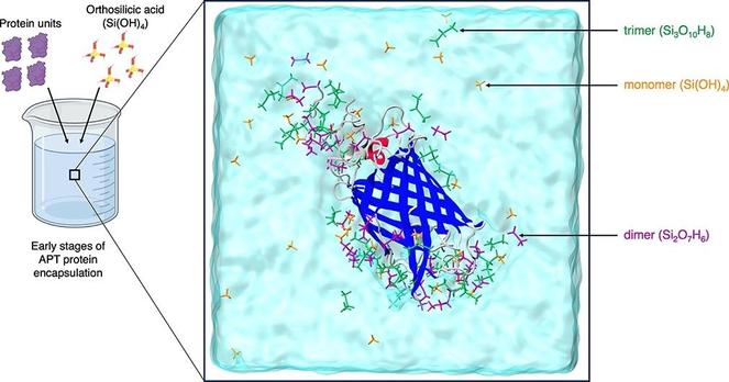 Adsorption of silica oligomers on biomolecules: Structural and dynamical insights for atom probe tomography via classic molecular dynamics simulations. Computational and Structural Biotechnology Journal, DOI: https://doi.org/10.1016/j.csbj.2025.06.004

