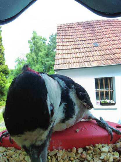 Buntspecht im Futterhäuschen