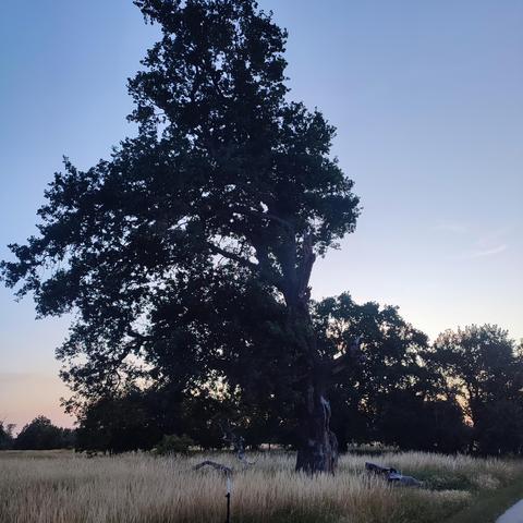 Ein Baum auf einer Wiese  kurz vor dem Sonnenaufgang. Am Horizont sieht man einen roten Schimmer, der Himmel ist tiefblau.
Die Einzelstehende, Eiche ist leicht nach links geneigt. Die Form des Baumes ist asymmetrisch, da auf der rechten Seite des Stammes alle Äste abgebrochen sind. Zu den Füßen der Eiche liegen neben dem Stamm zwei der mächtigen abgebrochenen Äste.
Rechts der Eiche ein Ast mit einem Durchmesser von einem meter, links ein schmalerer von etwa einem halben Meter Durchmesser mit in die Luft aufragendem Geäst.
Der Baum ist sattgrün. Das Gras rund um den Baum ist einen halben Meter hoch gewachsen und wird langsam gelb 
Im Hintergrund noch weitere grünenden Bäume und Büsche