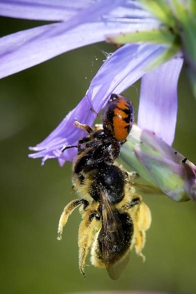 Fotografía de una pequeña araña Napoleón (Synema globossum) cazando un himenóptero.