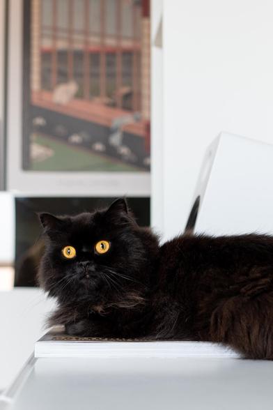 Die schwarze Langhaarkatze Lexi liegt auf einem weißen Tisch auf einem Fotobuch. Ihr auffällig dichtes Fell und die leuchtend gelben Augen stehen im starken Kontrast zur hellen Umgebung. Im Hintergrund ist ein unscharfes Poster mit japanischem Motiv zu erkennen sowie ein weißer Lautsprecher.