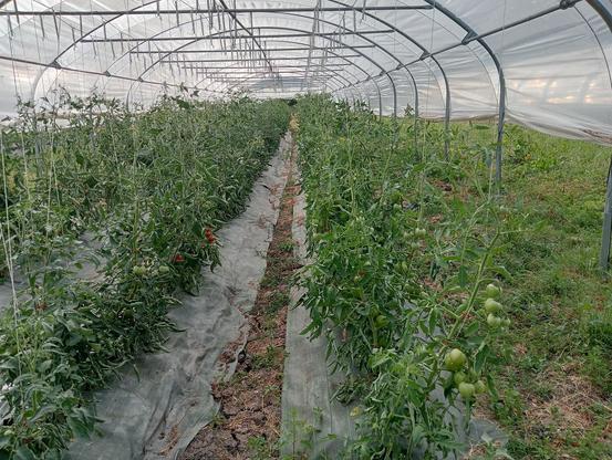 Serre tomate de la Chaponnière