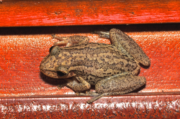 A mustard-colored frog with darker brown stripes runnning along its back sits on some human-made strip of painted wood.