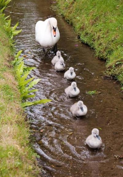 Six cute goslings lined up in a shallow channel, followed by their watchful mother.