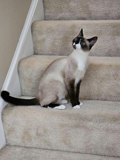 ALT

La imagen muestra un gato de raza Siamese sentado en una escalera tapizada con alfombra de color beige. El gato tiene un pelaje predominantemente claro con manchas oscuras en las orejas, patas y cola, y un rostro y pecho blancos. Sus ojos son grandes y azules, y su expresión es de atención, mirando hacia arriba. La escalera tiene tres escalones visibles, y el gato está sentado en el segundo escalón desde abajo. El fondo es una pared de color claro, y la alfombra de la escalera tiene un aspecto suave y texturizado.
