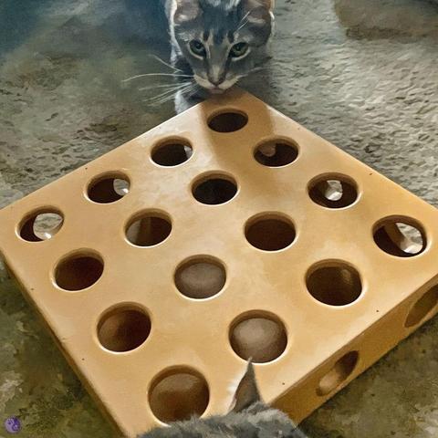 A large wooden box with round holes cut through most of the surfaces, so cats at opposite corners, gray tabbies with one looking up at the lens, pause in their search for the treats and toys in the box.