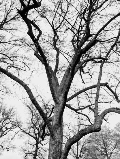 Gnarly Tree