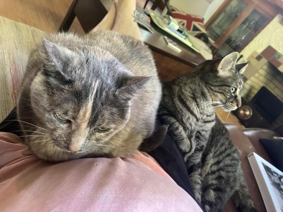 Two cats.