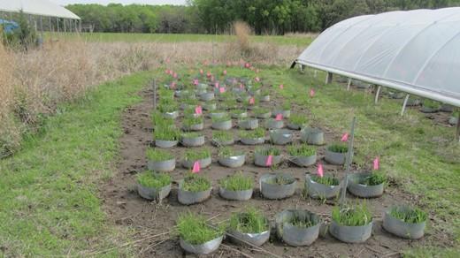 Research site showing the mesocosm study to assess the effect of genotypic richness, drought and mycorrhizal association in Andropogon gerardii.