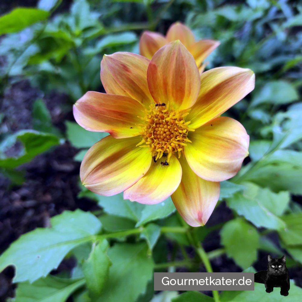 Gartengrüße