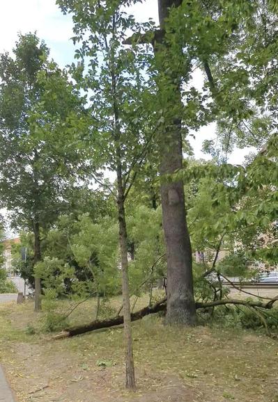 Ein abgebrochener Ast von der Länge eines PKW und ungefähr 20 bis 30 cm liegt auf dem Boden neben einem Baum. Es zeigt die Folgen des Sturms.