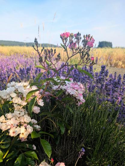 Photo of blooming roses with small pink flowers in front of a purple blooming lavender bush, against a backdrop of dry grass field and blue sky