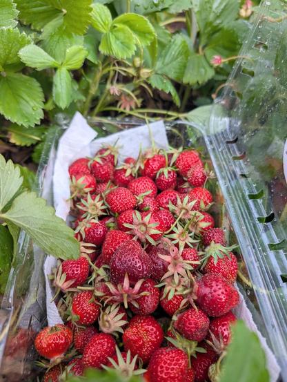 Plastic basket of ripe strawberries sitting among strawberry plants