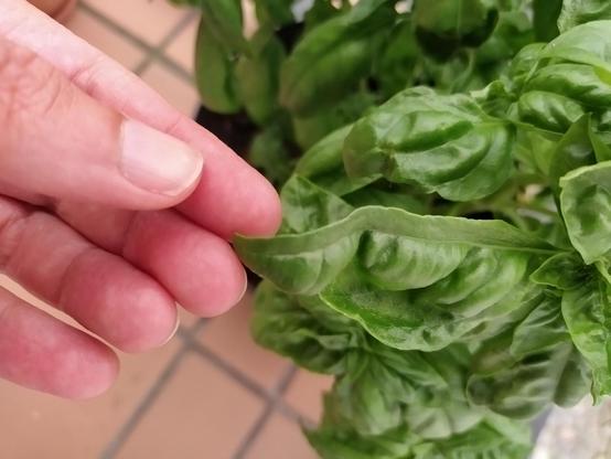 Hoja de albahaca con la parte superior desde el nervio central enana, mientras que la parte inferior es muy muy grande