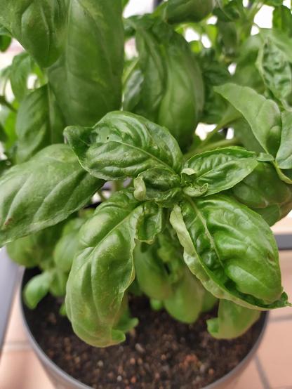 Algunas hojas de albahaca arrugándose y retorciéndose