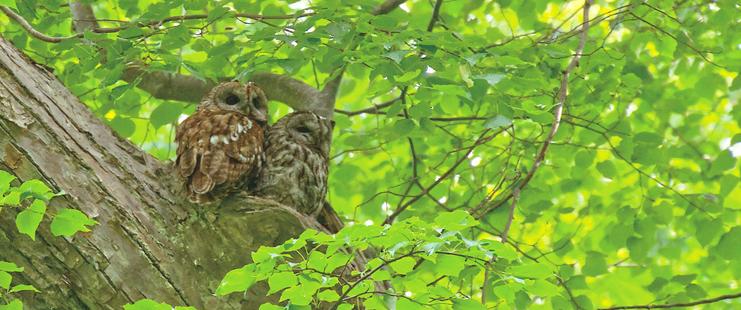 Two owls