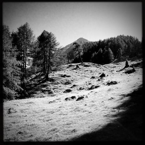 Un prato in montagna con dei grandi abeti intorno e la cima della montagna in lontananza