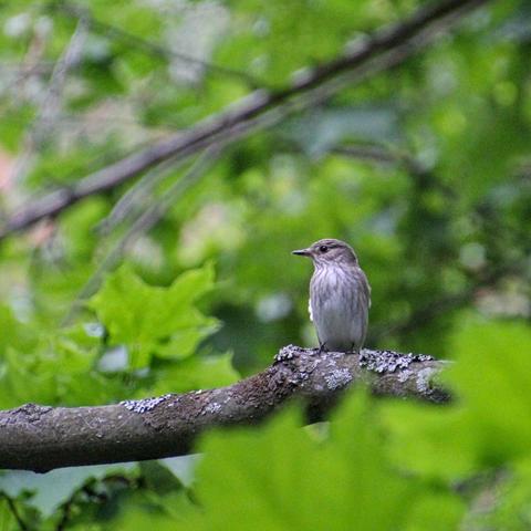 Spotted flycatcher sitting on a branch among green leaves and other branches 