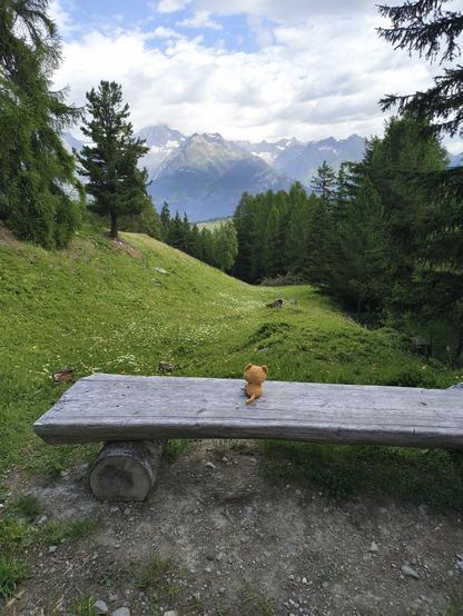 Simbalito on a bench admiring the pawsome landscape
