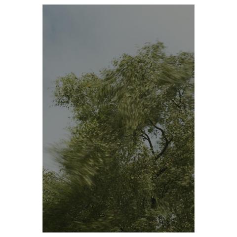 Tanzend und in Böen bewegen sich die Äste einer Birke vor blauem Himmel. Manche Äste fast still, bewegen sich andere hektisch und sind in ihrer Bewegung verschwommen. 