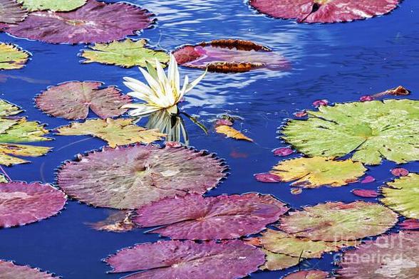 Tropical lily pads floating on water - A rich tapestry of round-shaped lily pads, varying in shades of colors, floating on a pond in a tropical environment, available as art prints and gift ideas