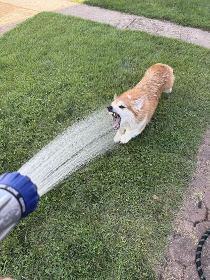 A playful corgi is caught mid-action, running excitedly on green grass as water sprays from a garden hose. The dog appears to be enjoying the water, with its mouth open.