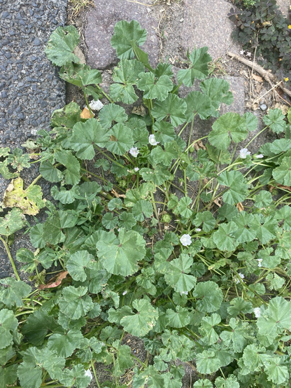 Malva neglecta 