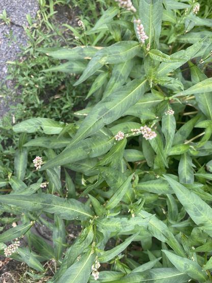 Persicaria maculosa
