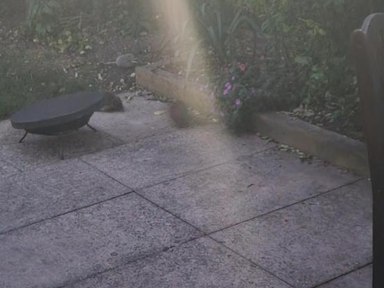 Photographs each featuring outlines of 2 hogs against garden paving stones
