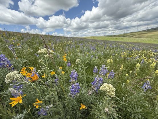 Hey green grassy field filled with wildflowers before rolling Greenhills and windmills under blue sky with puffy white clouds