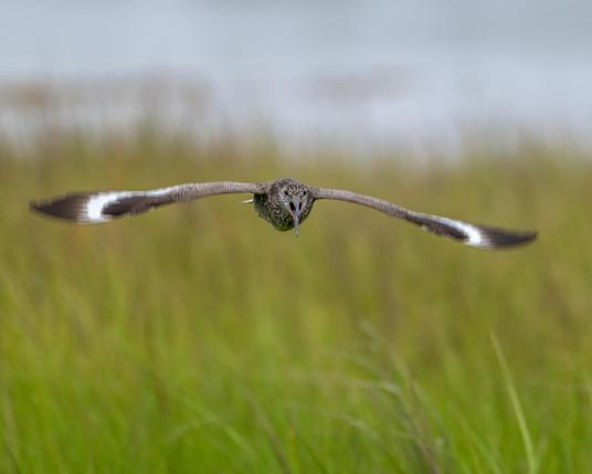 A Willet charging directly at the photographer, who inadvertently must have gotten too close to a (never seen) nesting site. The bird has its wings spread out wide, and its mouth open as it screeches. 
