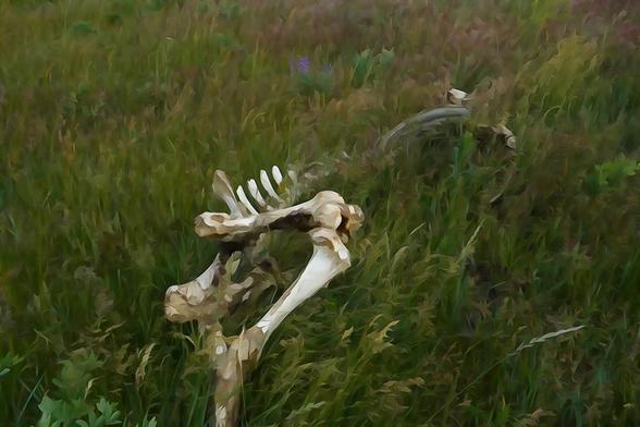 watercolor rendition of a green grassy field with a cow skeleton partially obscured. One rear leg of the skeleton is lifted away from the ground