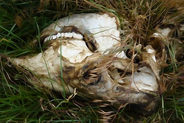 watercolor rendition of a green grassy field with a cow skull 