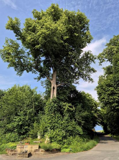 Eine große, alte Linde im oberfränkischen Limmersdorf; rechts unten führt der Weg durch ein grünes Tor.