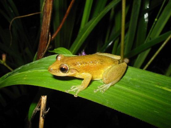 An orange-yellow frog sitting on a broad leaf.