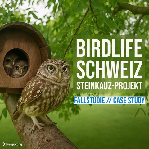 Drei Steinkäuze schauen neugierig aus einer hölzernen Niströhre. Ein weiterer Steinkauz sitzt wachsam auf einem Ast davor. Umgeben von grünem Laub im Hintergrund. Rechts im Bild steht in weißer Schrift: „BirdLife Schweiz – Steinkauz-Projekt“. Darunter ein blauer Hinweis: „Fallstudie // Case Study“. Unten links ist das Logo von livespotting zu sehen.